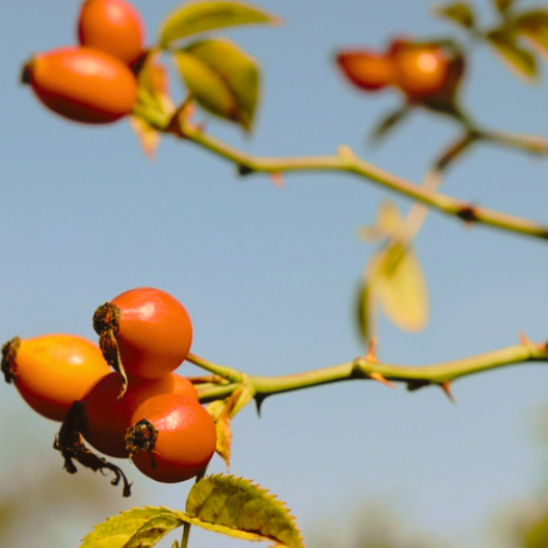 The Top 5 Benefits of Fresh Rosehip Seed Oil