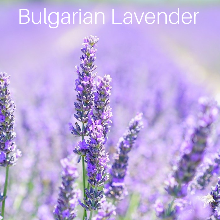 Bulgarian Lavender