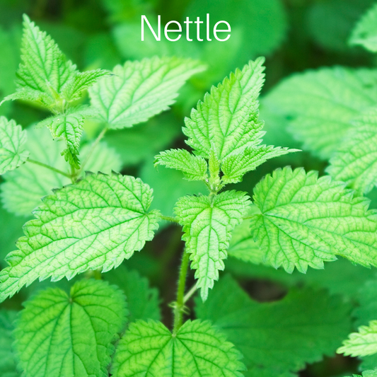 Nettle