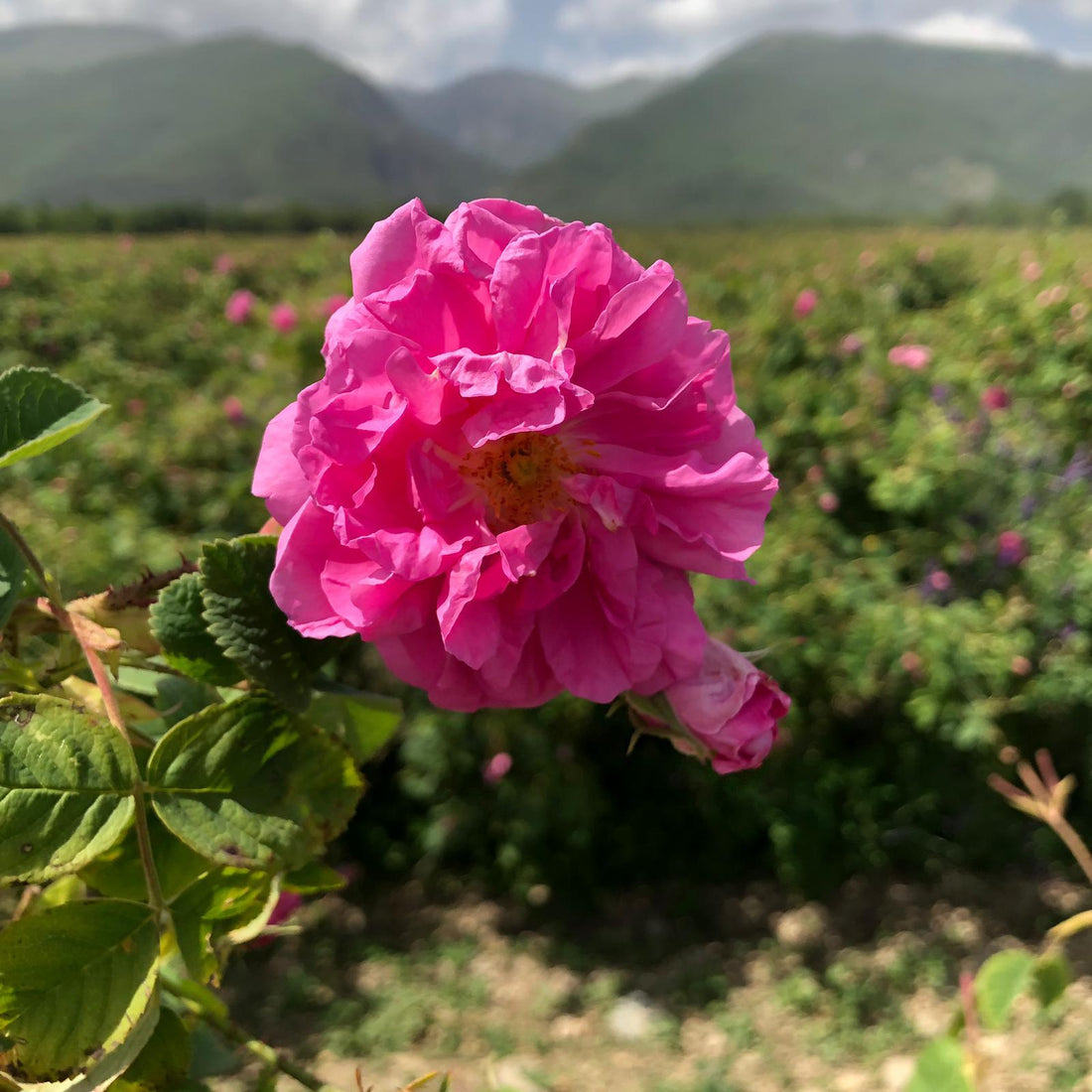 Bulgarian Rose