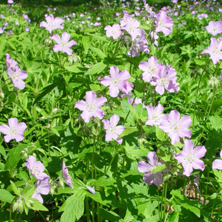 Wild Geranium