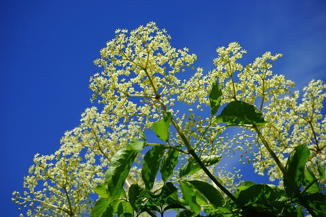 Elderflower