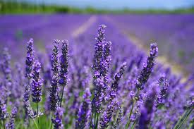 Bulgarian Lavender