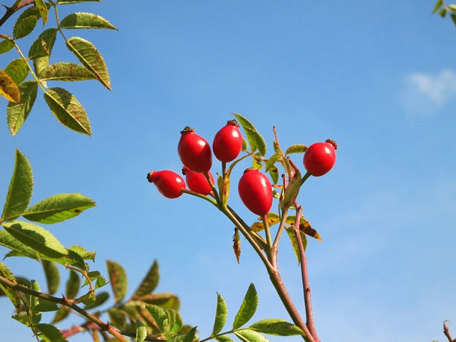 Rosehip