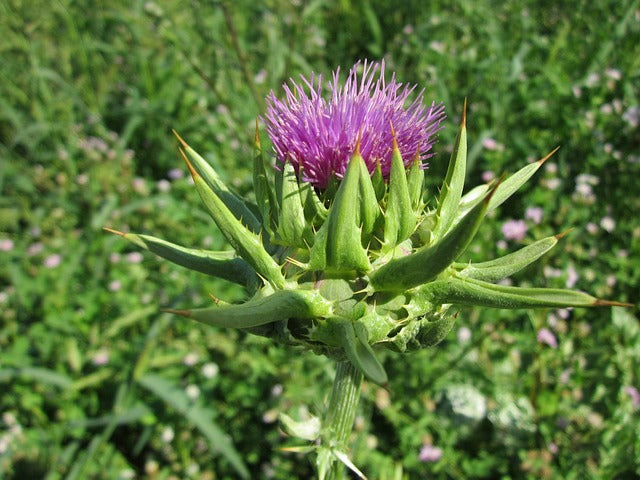 Milk Thistle